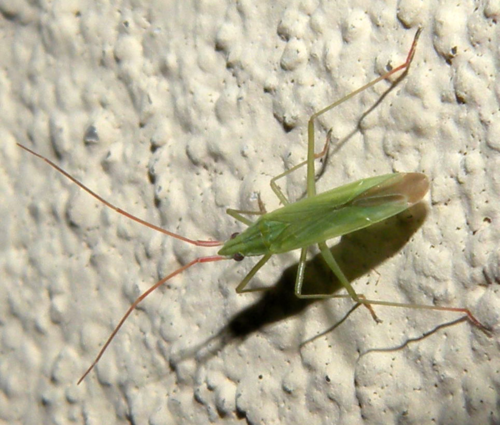 Trigonotylus forse ruficornis?